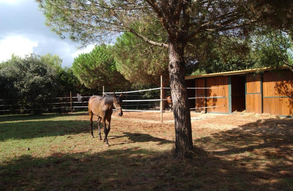 Agriturismo Il Venticello Villa Santa Cesarea Terme Esterno foto